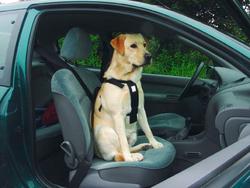 Hunde sikkerheds sele til bil.